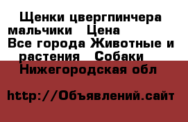 Щенки цвергпинчера мальчики › Цена ­ 25 000 - Все города Животные и растения » Собаки   . Нижегородская обл.